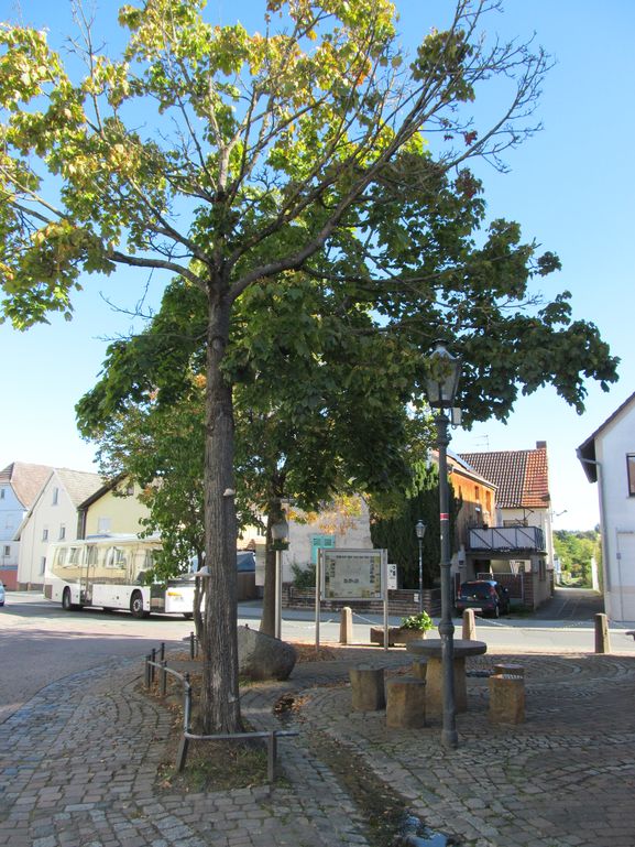 Ahornbaum in Wersau