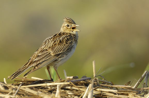 Die Feldlerche – der Vogel des Jahres 2019 Foto: Manfred Delpho/ www.nabu.de